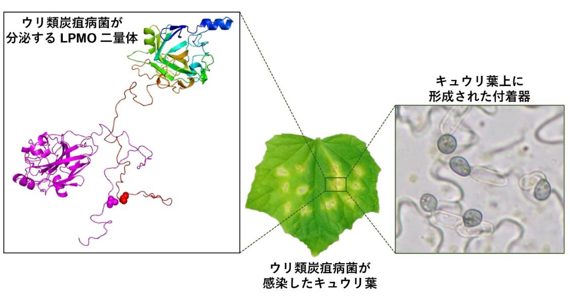 炭疽病菌の植物感染に関与する酵素の二量体化プロセスを発見　セルロース系バイオマスの分解効率化に期待– 摂南大学