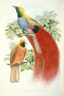 日本初！44巻一挙公開！　玉川学園創立90周年記念特別展「ジョン・グールドの鳥類図譜 — 19世紀 描かれた世界の鳥とその時代」を開催