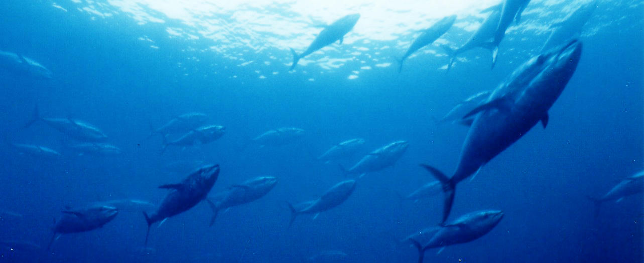 配合飼料のみで養成した近大マグロを8月から出荷 持続可能な水産業の確立に向けた第一歩