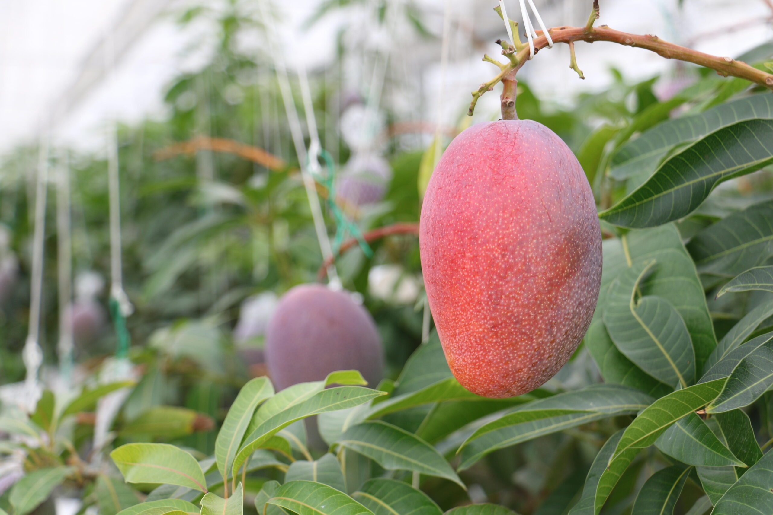 近大マンゴー「愛紅」を千疋屋総本店日本橋本店と伊勢丹首都圏3店舗で販売