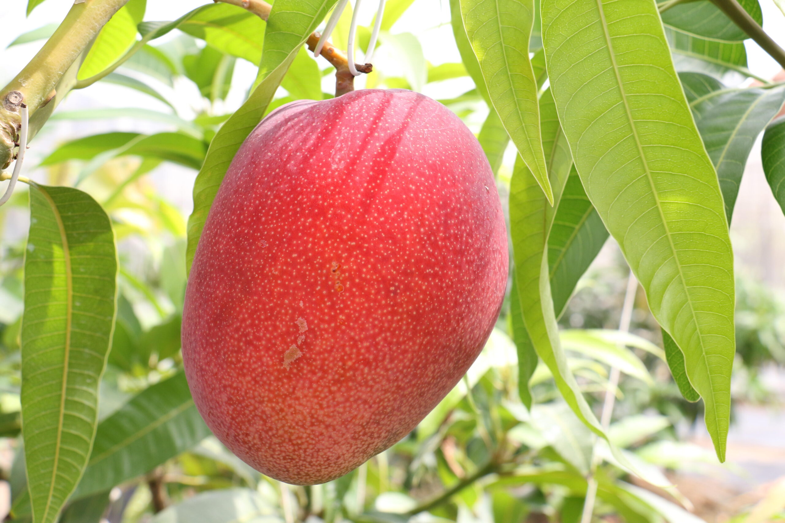 マンゴーの葉に皮膚の老化防止作用を発見　廃棄されているマンゴーの葉の有効活用に期待 — 近畿大学