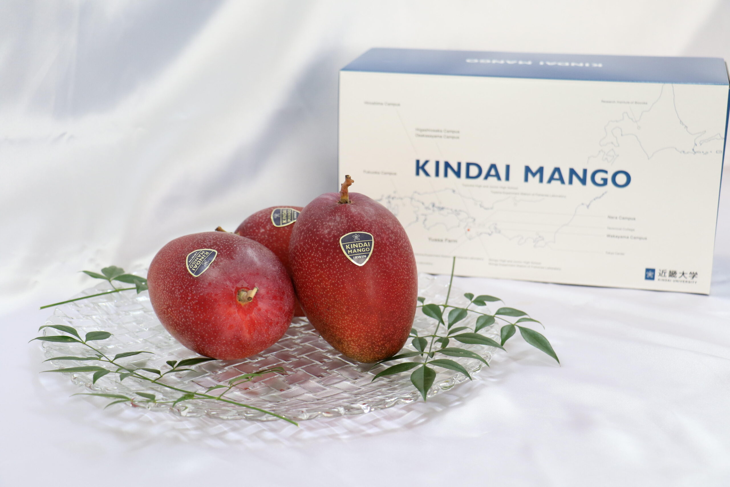 「近大マンゴー」を8月7日（金）から阪神梅田本店で販売