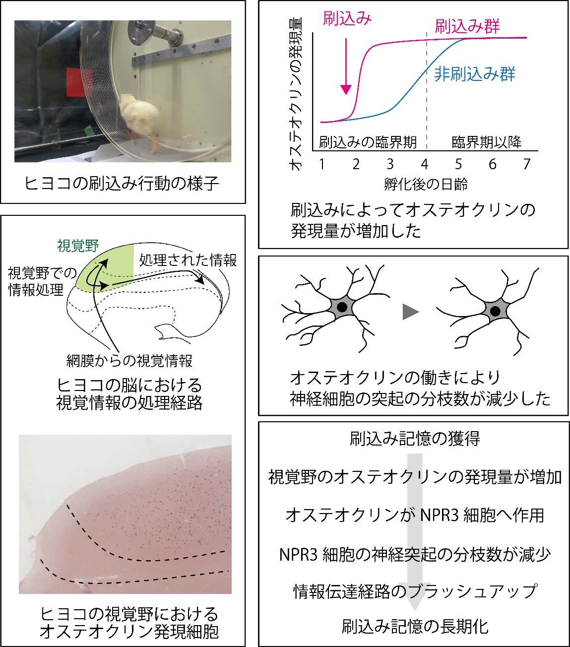 幼少期の脳における記憶維持にはたらくオステオクリン ～ヒヨコ脳の大脳皮質にあたる領域の研究から–北里大学