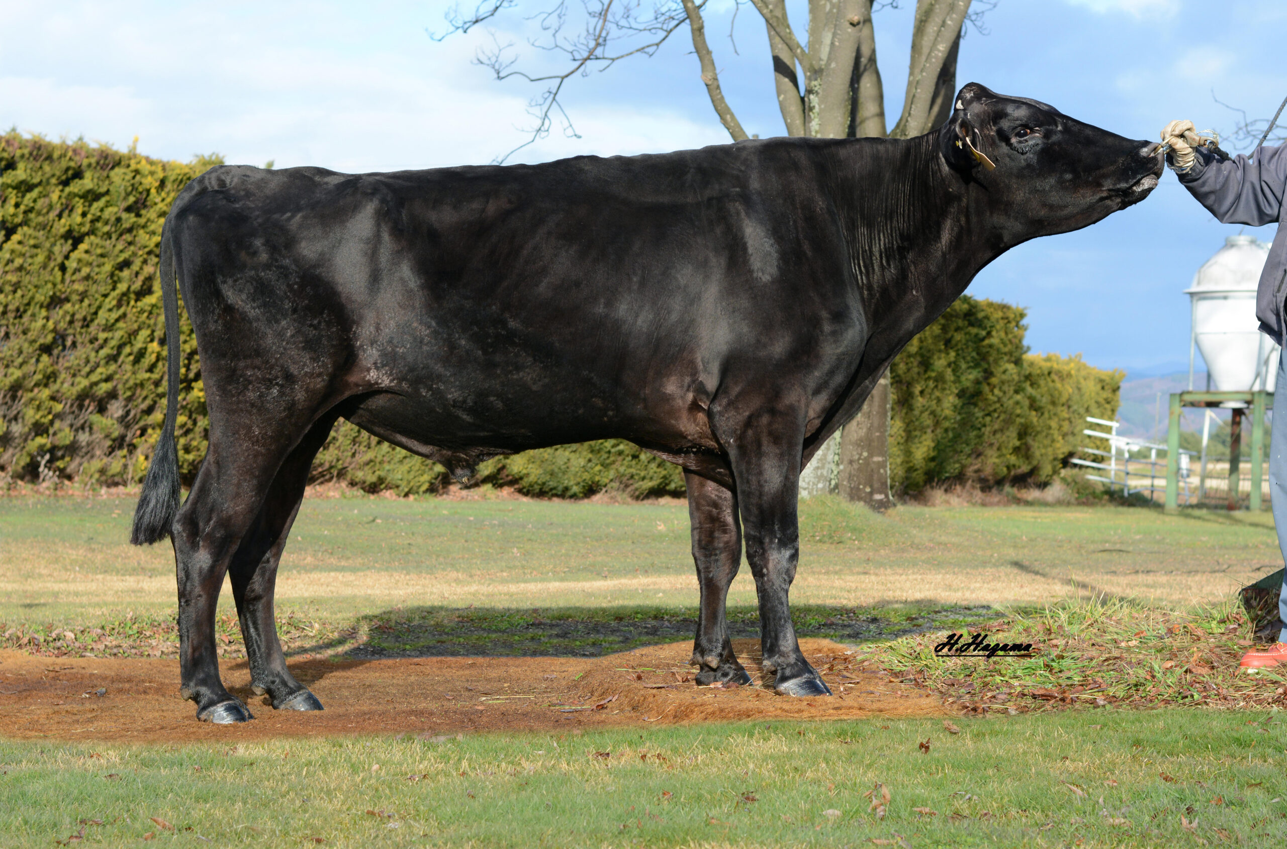 酪農学園大学の肉牛農場で育てた肉牛が家畜改良事業団の種雄牛に選抜されました