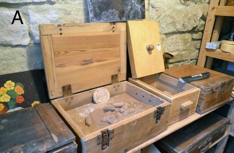 【昭和大学・法政大学・京都先端科学大学】ヨーロッパでチーズの熟成に用いるダニを解析した結果、互いに遠く離れた工房であっても同種のチーズコナダニであることが判明 — ドイツとフランスの3つのチーズ産地で採集