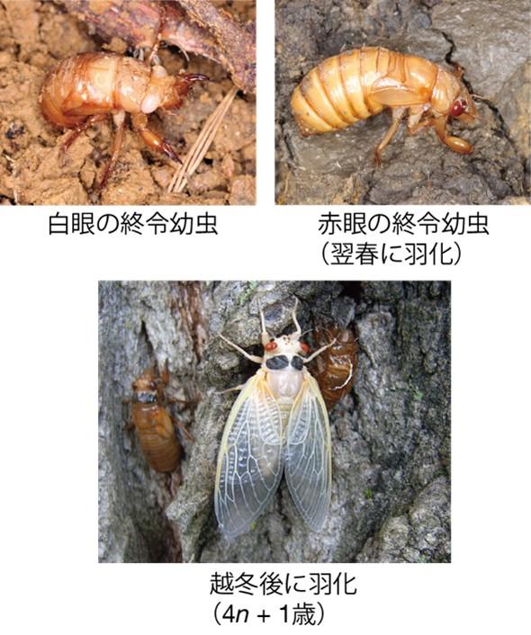 昭和医科大学などの共同研究チームが周期ゼミ（素数ゼミ）の「4年ゲート仮説」を検証 ― 17年ゼミはどうやって羽化のタイミングを決めているのか？