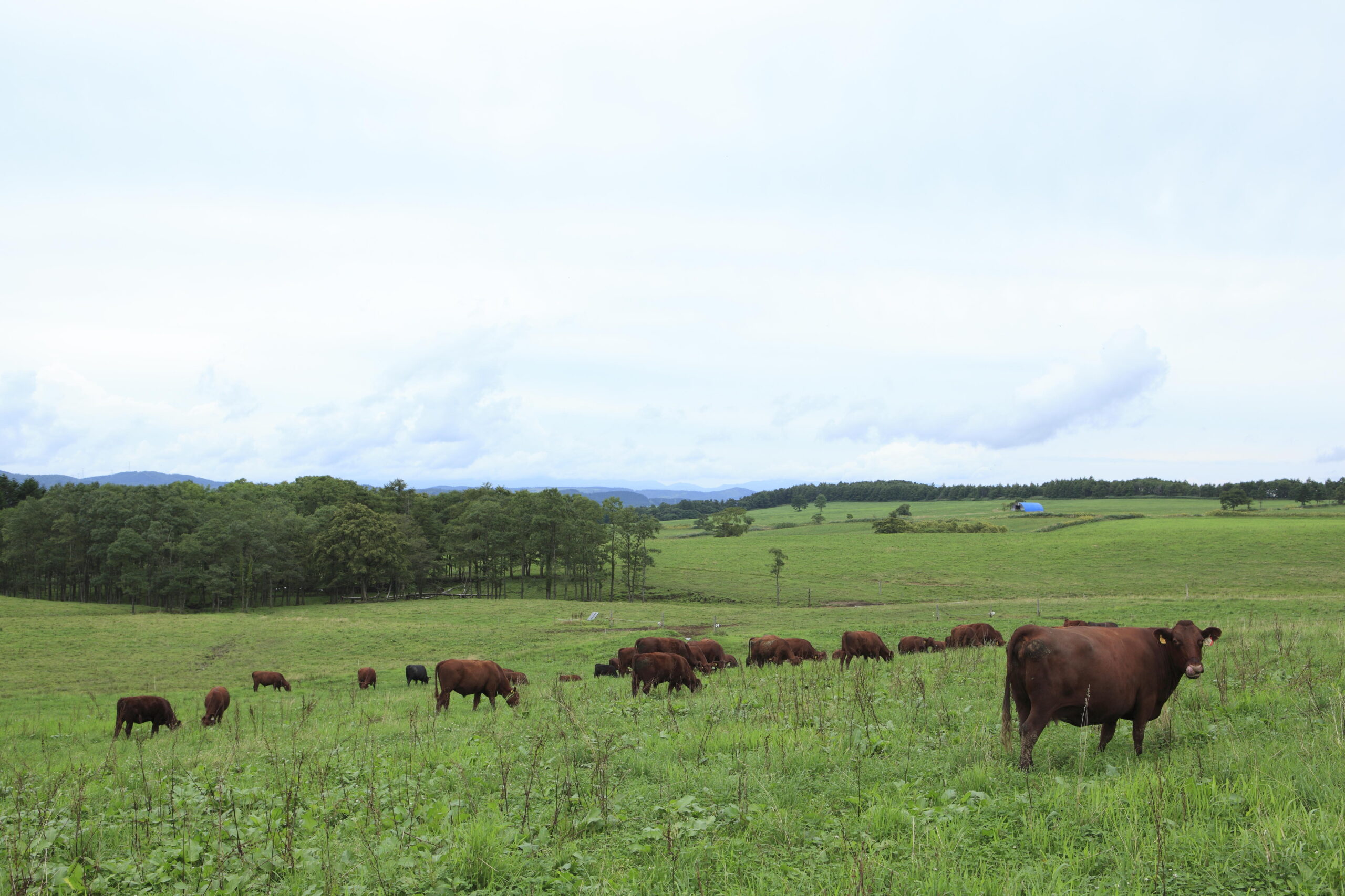 北里八雲牛が日本テレビ『満天☆青空レストラン』（8月10日放送予定）で特集されます — 北里大学