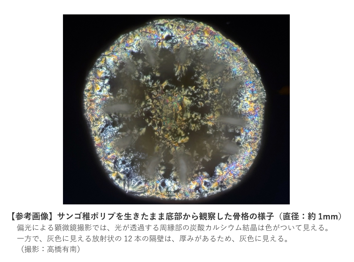 サンゴの骨格形成過程で生じる結晶微粒子を可視化 –サンゴ骨格の立体構造に関与する石灰化中心–北里大学