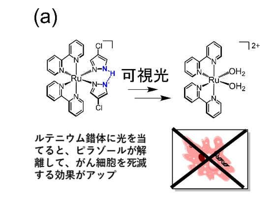 光を当てて がん細胞を狙い撃ち 低濃度で作用する抗がん剤ルテニウム錯体–大阪工業大学