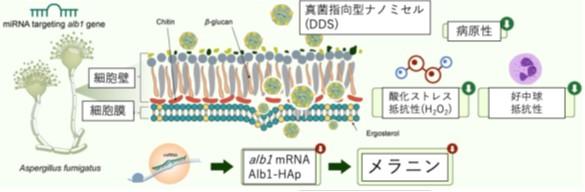 【東京医科大学】マイクロRNAがもたらす新たな真菌症治療法の可能性 〜真菌症に対する核酸医薬品の開発推進と治療への応用に期待〜