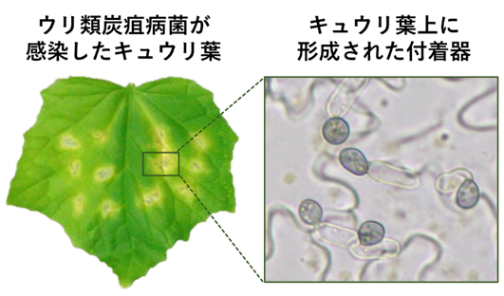 世界初 炭疽病菌の感染の仕組みを解明　分泌性酸化酵素のペアが病原性遺伝子発現を誘導　植物病の新たな防除薬剤開発に期待 — 摂南大学