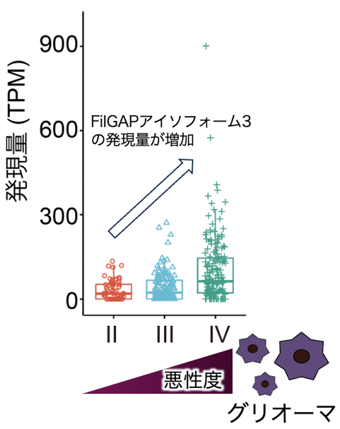 脳腫瘍でmTORを活性化する新たな仕組みの解明 ～脳腫瘍の新たな治療法の開発が期待される–北里大学