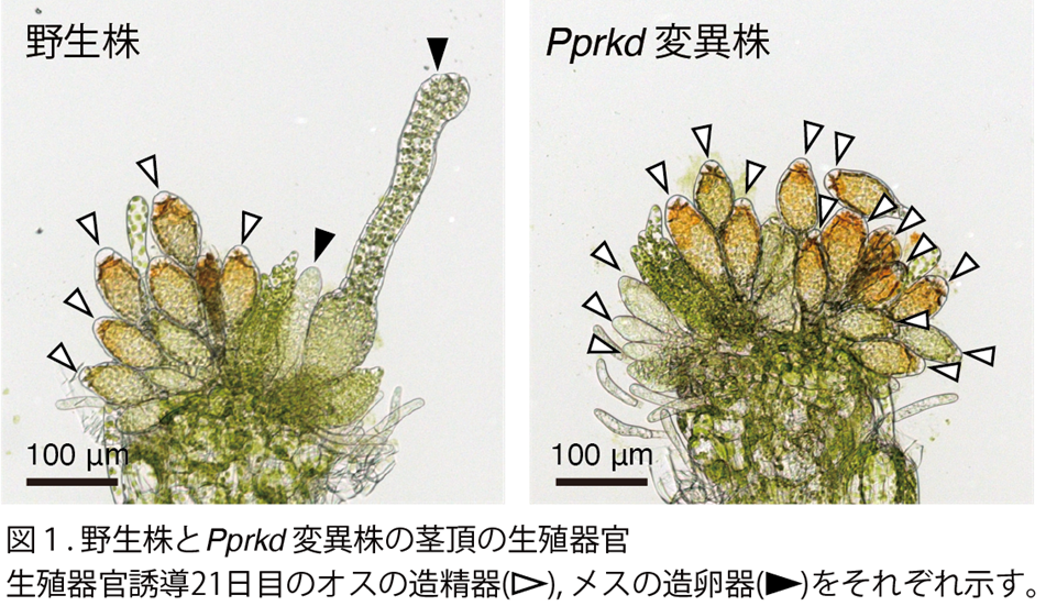 ヒメツリガネゴケをモデルとしてメスの生殖器官発生を運命づける転写因子PpRKDの同定に成功