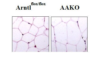 【日本大学】不規則な生活により太るメカニズムを解明しました　～「体内時計の乱れによる肥満形成の分子メカニズムを解明」～