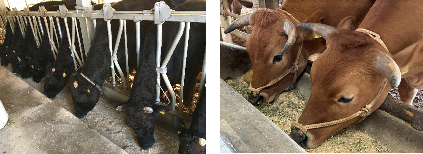 動物の筋肉からアミノ酸の一種 “D-スレオニン(D-Thr)” を世界で初めて検出