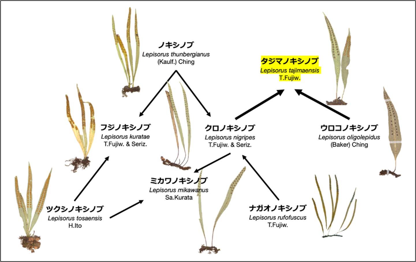 昭和医科大学らの共同研究チームが、百人一首にも詠まれるシダ植物の新種を兵庫県で発見　「タジマノキシノブ」と命名