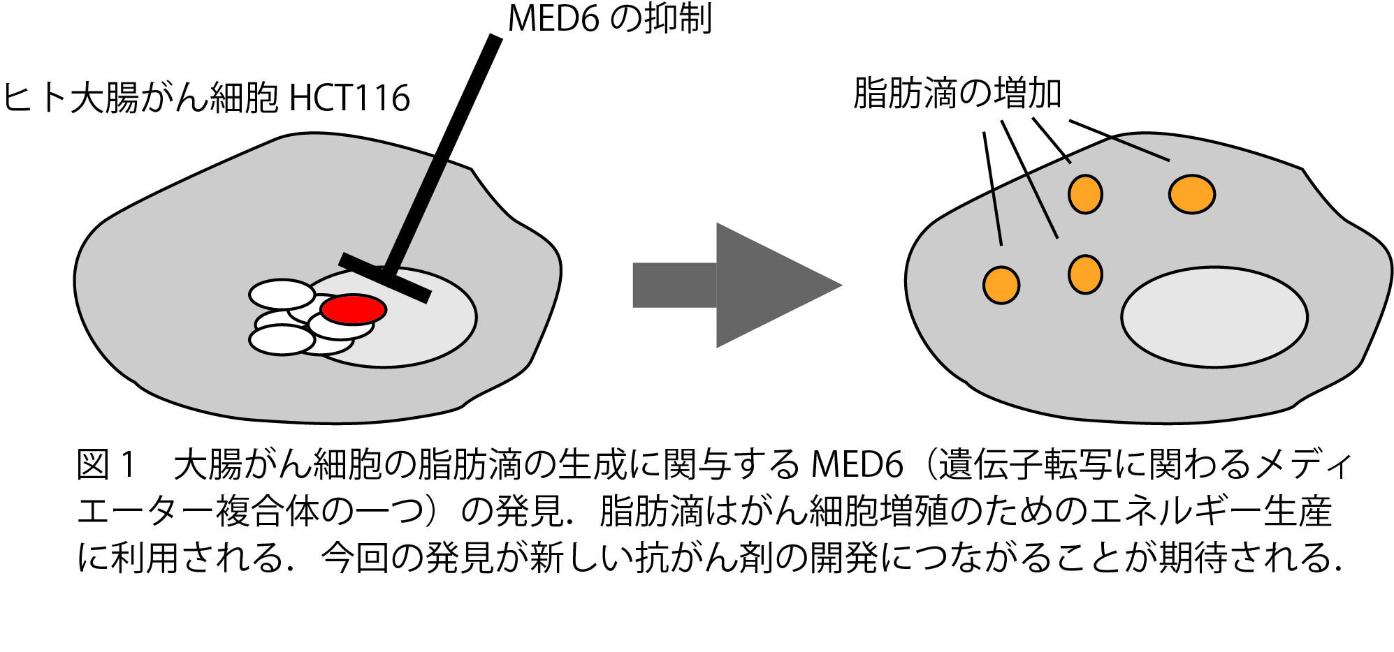 脂肪滴の蓄積を抑制する遺伝子を探索する新たなスクリーニング手法を開発–東京工科大学大学院