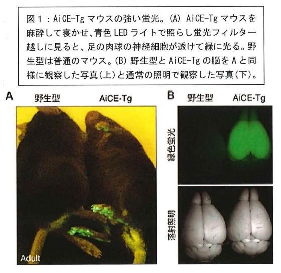 徳島文理大学香川薬学部の研究グループが脳の可塑的変化の検出方法を開発 — 記憶を目で観る新手法、記憶障害への創薬応用にも期待