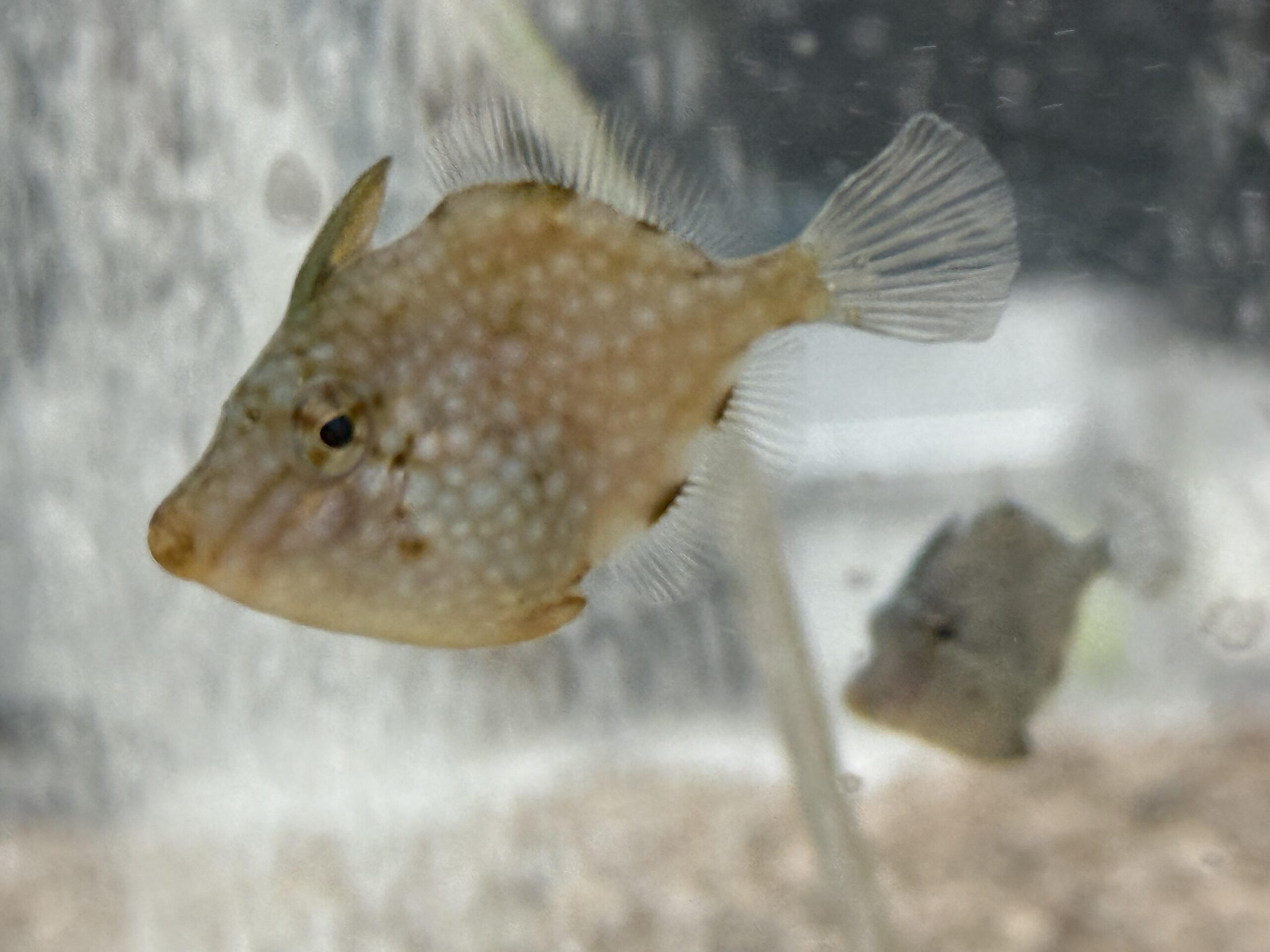 【nature scientific reportsに掲載】アミメハギは尾びれを閉じることで平均加速度が最大で30％増加を機械工学的に解明。前進性能の高い推進機構が得られる可能性も。金沢工業大学、のとじま水族館、岩手大学の研究チーム