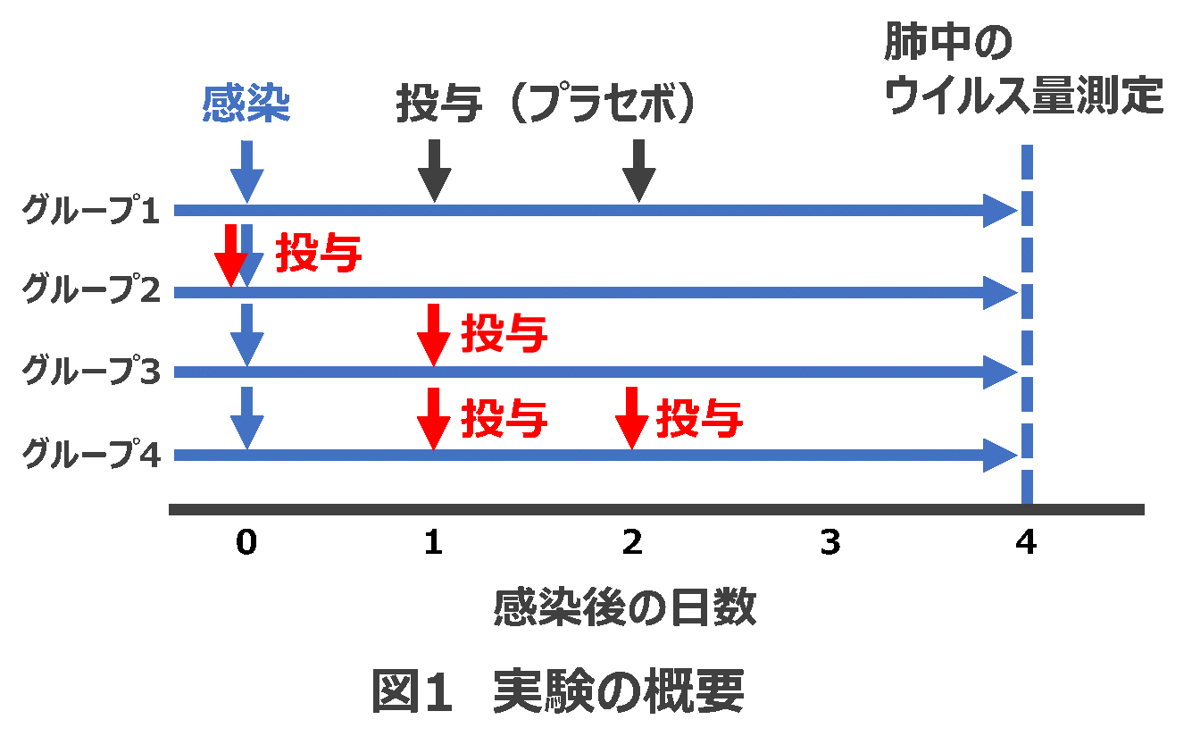 新型コロナウイルス感染症（ハムスターモデル）の治療に成功　VHH抗体の経鼻投与法により臨床応用に大きく前進 — 北里大学