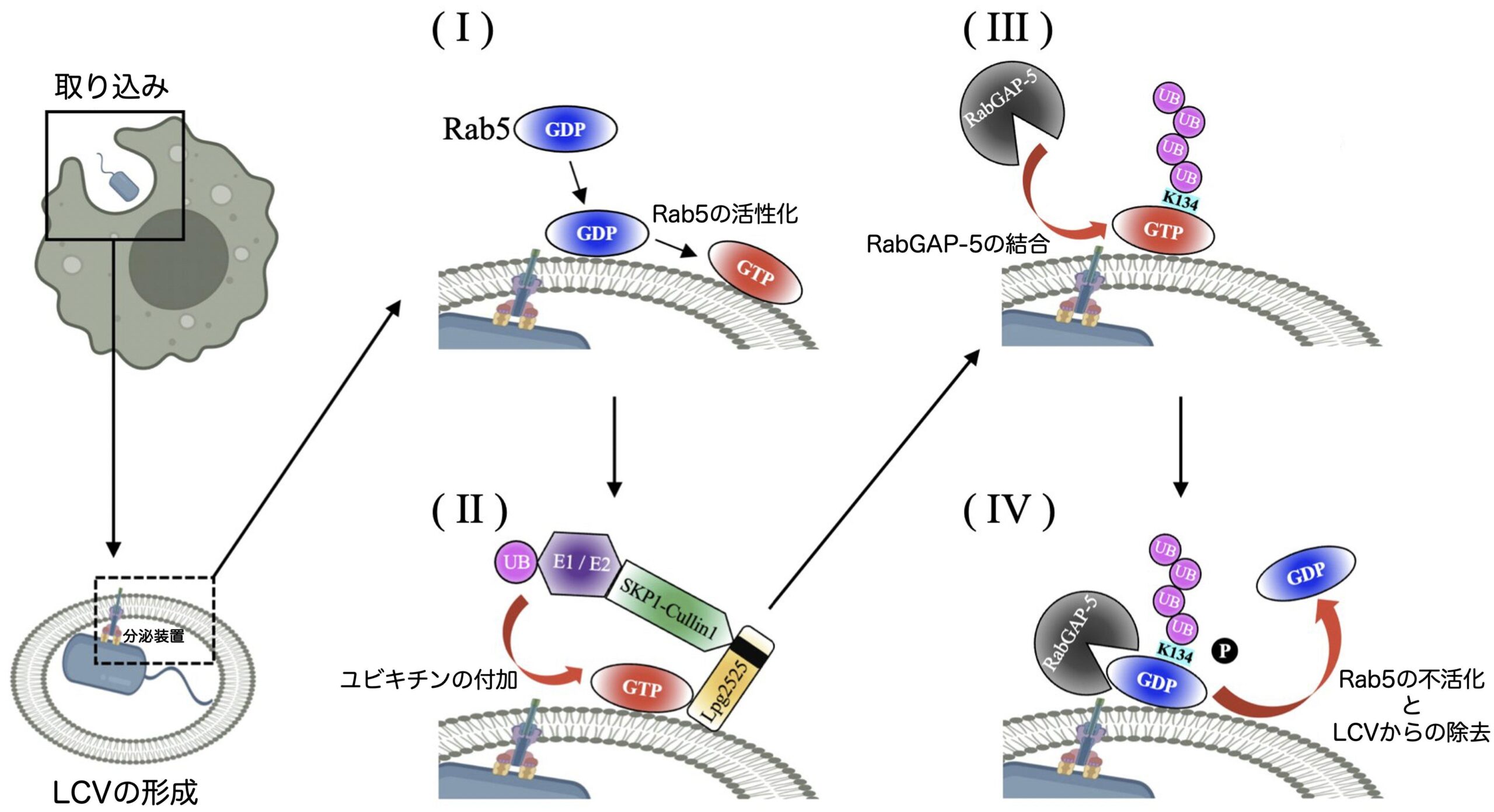 病原細菌のレジオネラが宿主分解機構を回避する仕組みを解明~レジオネラ含有液胞からRab5を排除するメカニズムの発見~
