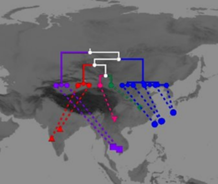 抗がん剤の原料植物 奄美・沖縄で独自進化　他人の空似をDNAで解明　生物多様性の証に — 摂南大学