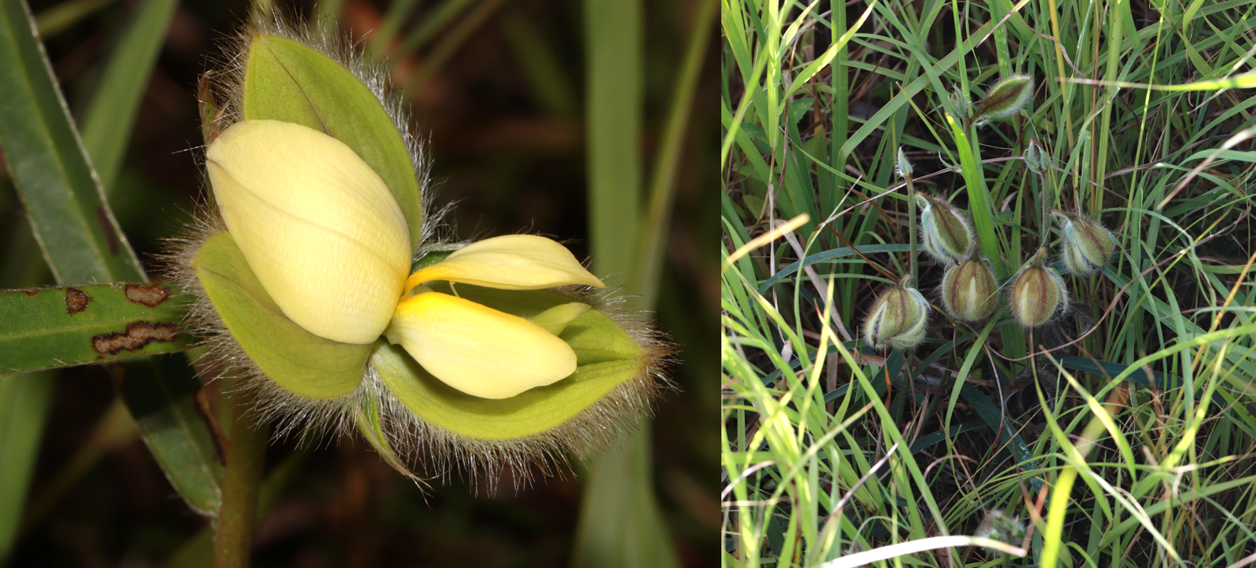 絶滅が危惧されていた希少植物「ガクタヌキマメ」を国内約半世紀ぶりに記録～八重山諸島の草地から有志研究チームが発見～