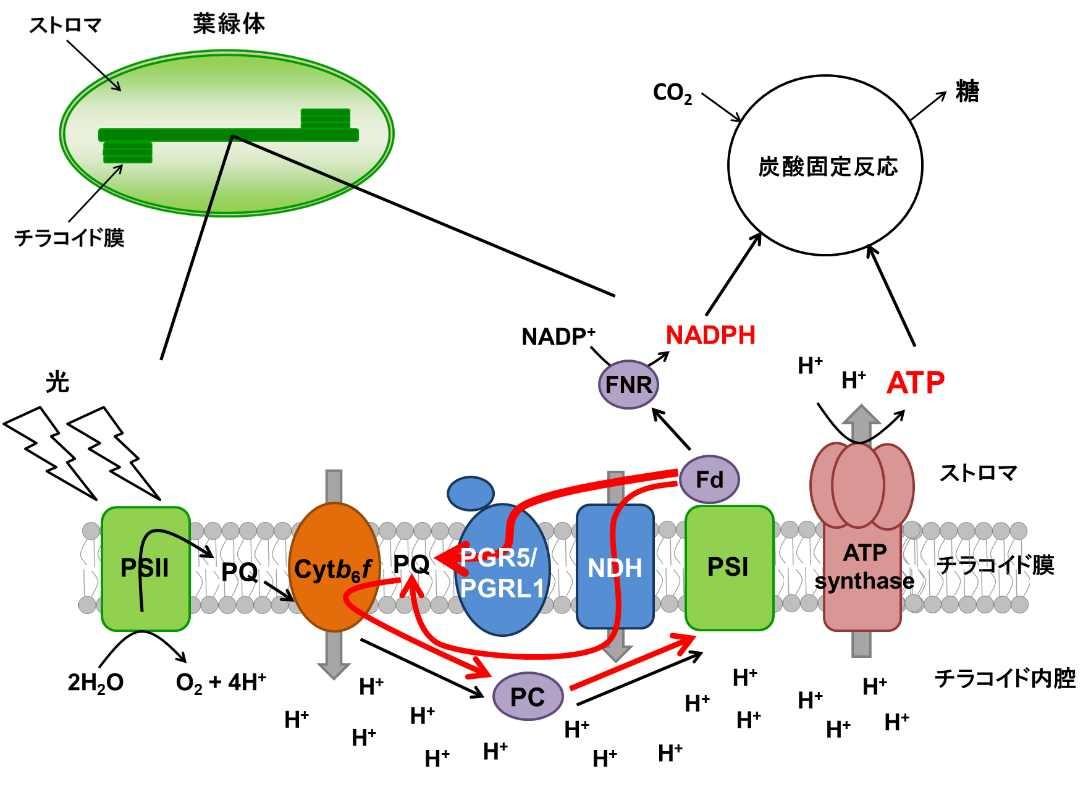 【京都産業大学】植物の光合成のオンオフを切り替える 酸化還元タンパク質「チオレドキシン」の新たな制御機構を解明–米国植物科学専門誌「The Plant Cell」オンライン版に掲載