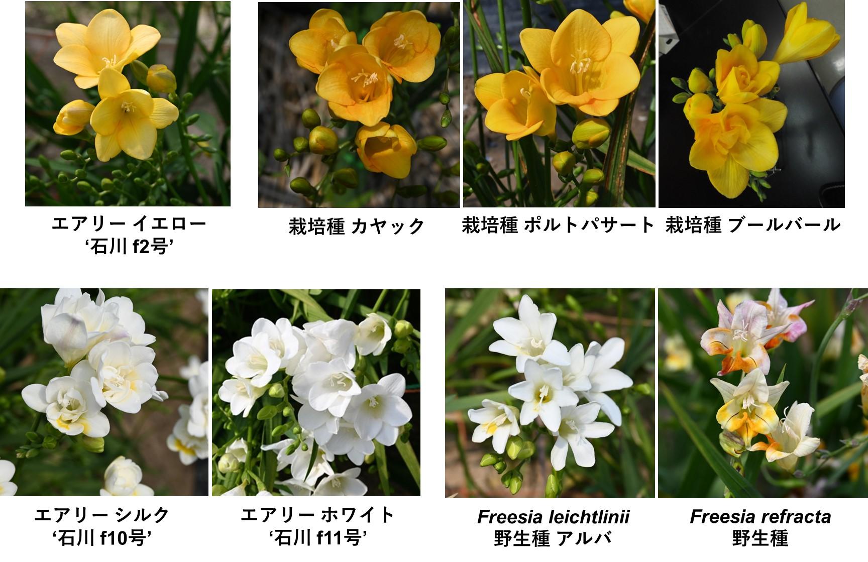 鑑賞花として人気のフリージアの花に優れた抗酸化活性を有する新規物質が含まれていることを発見–機能性食品素材などへの研究展開に期待–