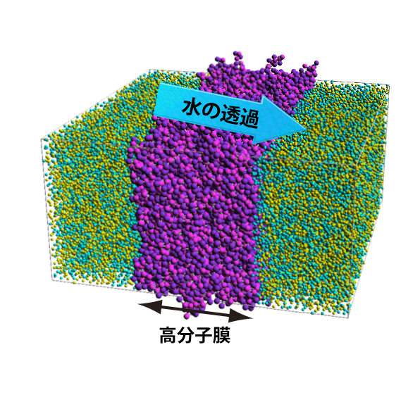 世界で初めて高分子膜における水の透過メカニズムを解明　海水の淡水化などの機能を持つ膜の開発に期待