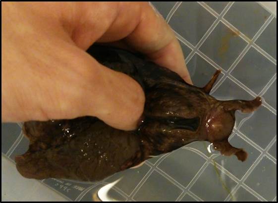 アメフラシの脳神経の伝達活動をモニタリングする新手法を開発 — 芝浦工業大学