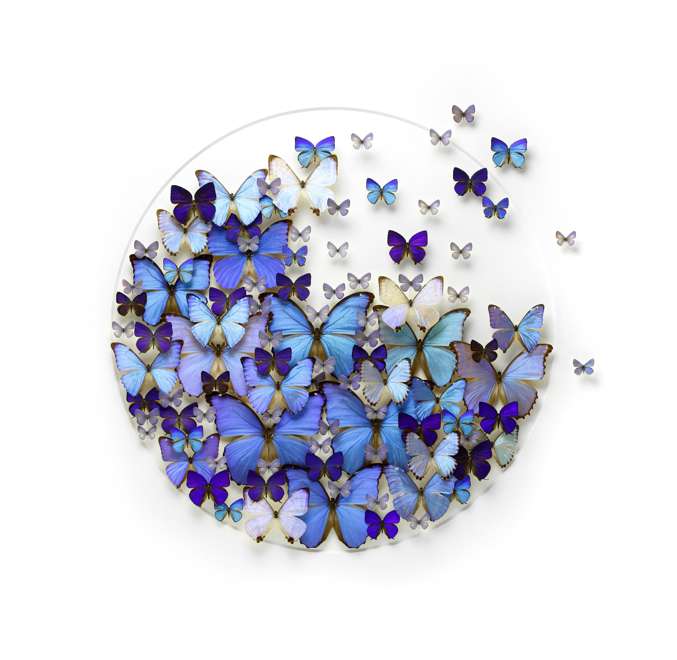 東京工芸大学カラボギャラリーが第6回企画展「光が重なるとき、新しい色が生まれる」を開催