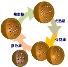 A recursive vesicle-based model protocell with a primitive model cell cycle — 「何世代にもわたって細胞分裂できるモデル人工細胞」の構築に成功 — 神奈川大学