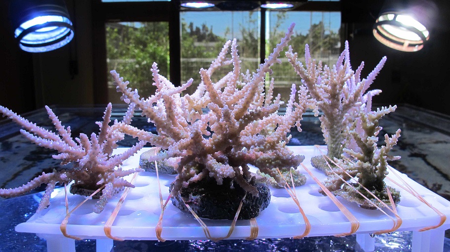 5年間の研究が実り、ついに実現 — 八重山漁業協同組合サンゴ養殖研究班の協力を得て玉川学園で飼育したサンゴを石垣島の海に移植成功