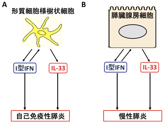 世界初！ 膵臓の慢性疾患の発症メカニズムを解明　膵臓疾患治療や膵臓癌予防への応用に期待
