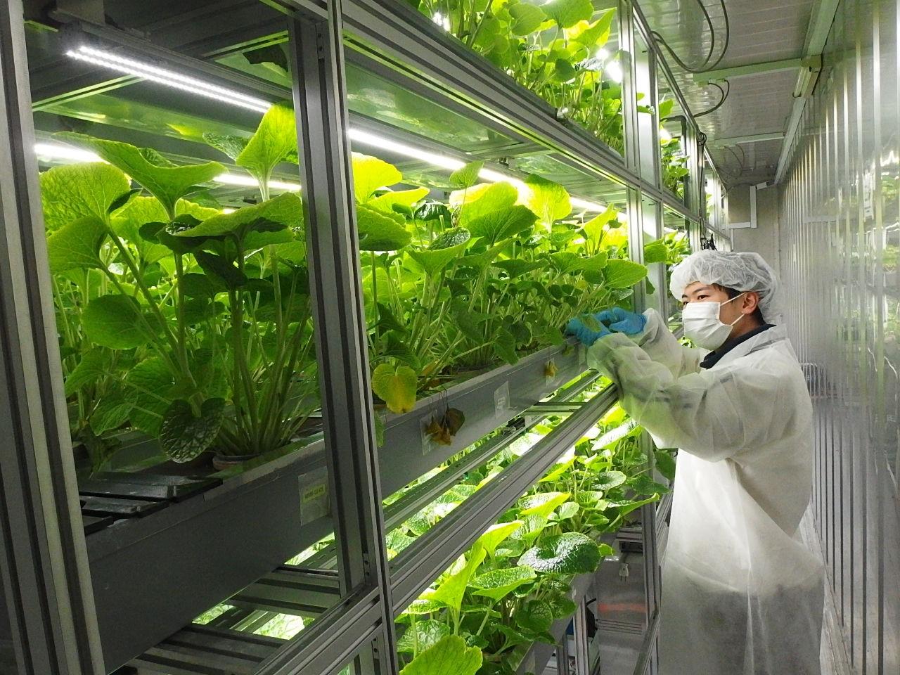 【災害に強いコンテナ型ワサビ人工栽培の実証試験】露地栽培に比べ約３～４倍の生育速度に。”ワサビの声”を聞きながら最適な栽培環境の実現を目指して、大学のシーズを社会実装したコンテナ型水耕栽培方式の中規模ワサビ工場が完成–金沢工業大学