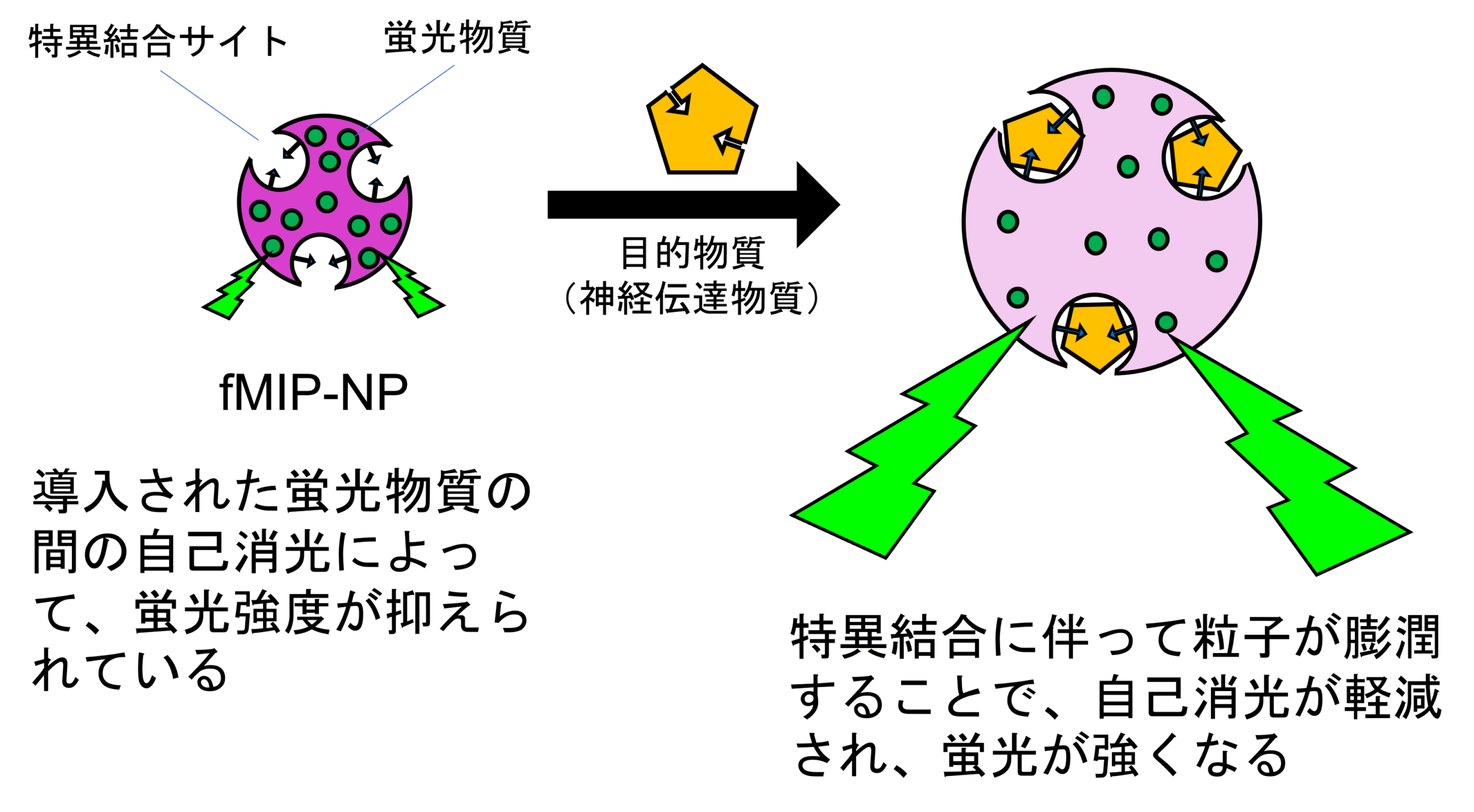 【芝浦工業大学】特定の神経伝達物質を検出する蛍光性分子インプリント高分子ナノ粒子の合成に成功 — 脳内神経伝達物質を検出するためのナノプローブを開発中 —