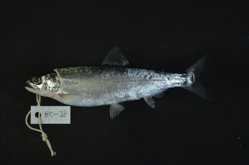 琵琶湖固有の新種としてビワマスに学名が付けられました — 摂南大学