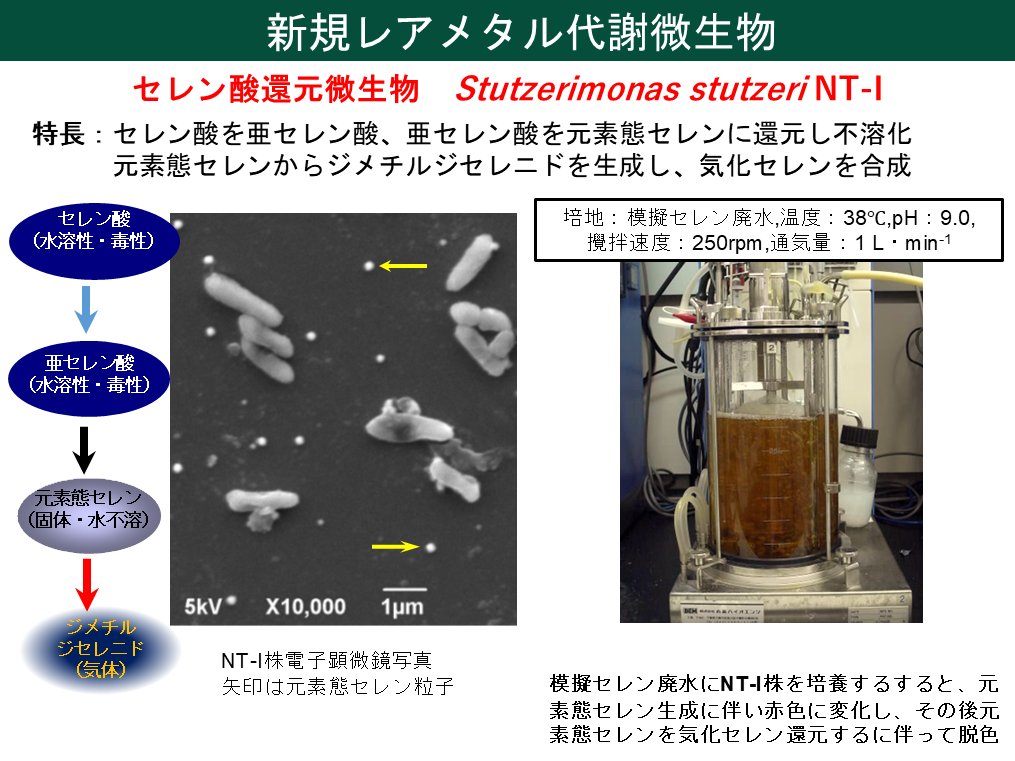【芝浦工業大学】世界初、微生物を利用して廃太陽電池からレアメタルの回収に成功〜セレン酸還元微生物を用いて廃太陽光パネルからレアメタル「セレン」の回収再資源化を実現〜