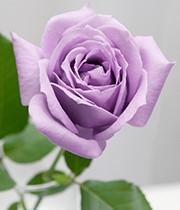 ◆関西大学が「世界本とバラの日 in 大阪」を開催◆学長＆学生が指定書籍購入者に青いバラをプレゼント