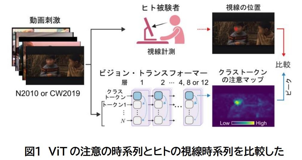 【大阪大学】人工知能が人と同じ視線を獲得した！ 「詰め込み教育」ではだめ、「情報量を最大化する自発的な学習」が鍵