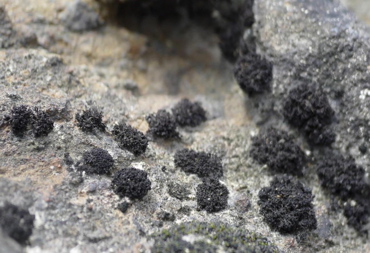 岐阜県産ツブノリ科地衣類の新種発見：カワアカツブノリ　Synalissa fluviatilis — 岐阜聖徳学園大学 —