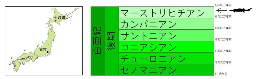 北海道で産出した化石が、東アジア初の発見となる恐竜時代のチョウザメ化石だと判明【城西大学、東京都市大学、山形大学、むかわ町穂別博物館、北九州市立自然史・歴史博物館】