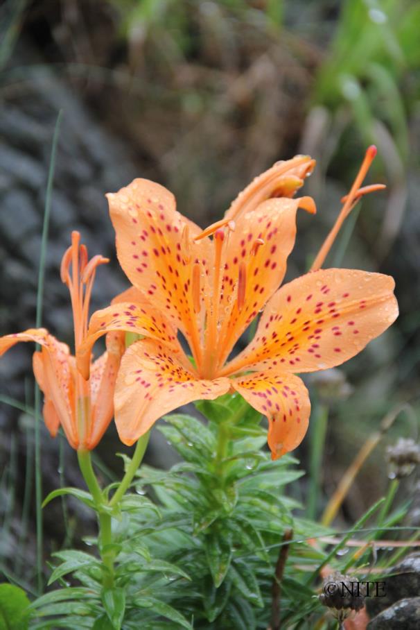 北里大学感染制御研究機構釜石研究所が地場の酵母を利用して復興支援 — 「釜石はまゆりプロジェクト」