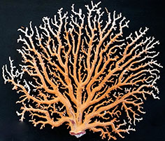 立正大学が小笠原村で展示事業「深海の宝箱 — 宝石サンゴ展」を開催　～小笠原諸島周辺海域の被害実態の調査結果を報告～