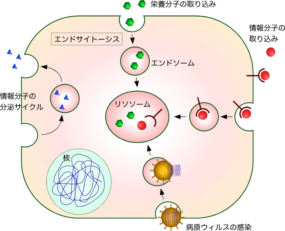 細胞が外部から分子を取り込む機構の新しいメカニズムの発見～アクチン細胞骨格によるエンドサイトーシスの制御機構を解明 — 東京工科大学