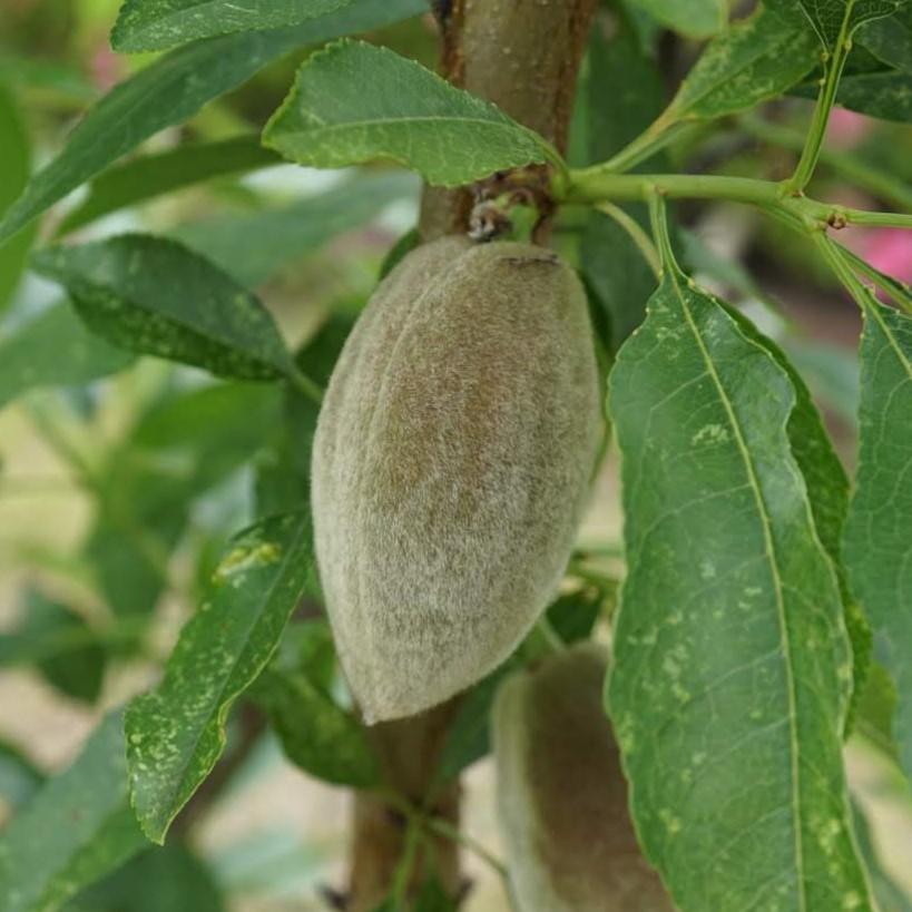 ５月２５日は枚方キャンパスで草花に親しもう！　薬草見学会と植物の多様性知る公開講座–摂南大学