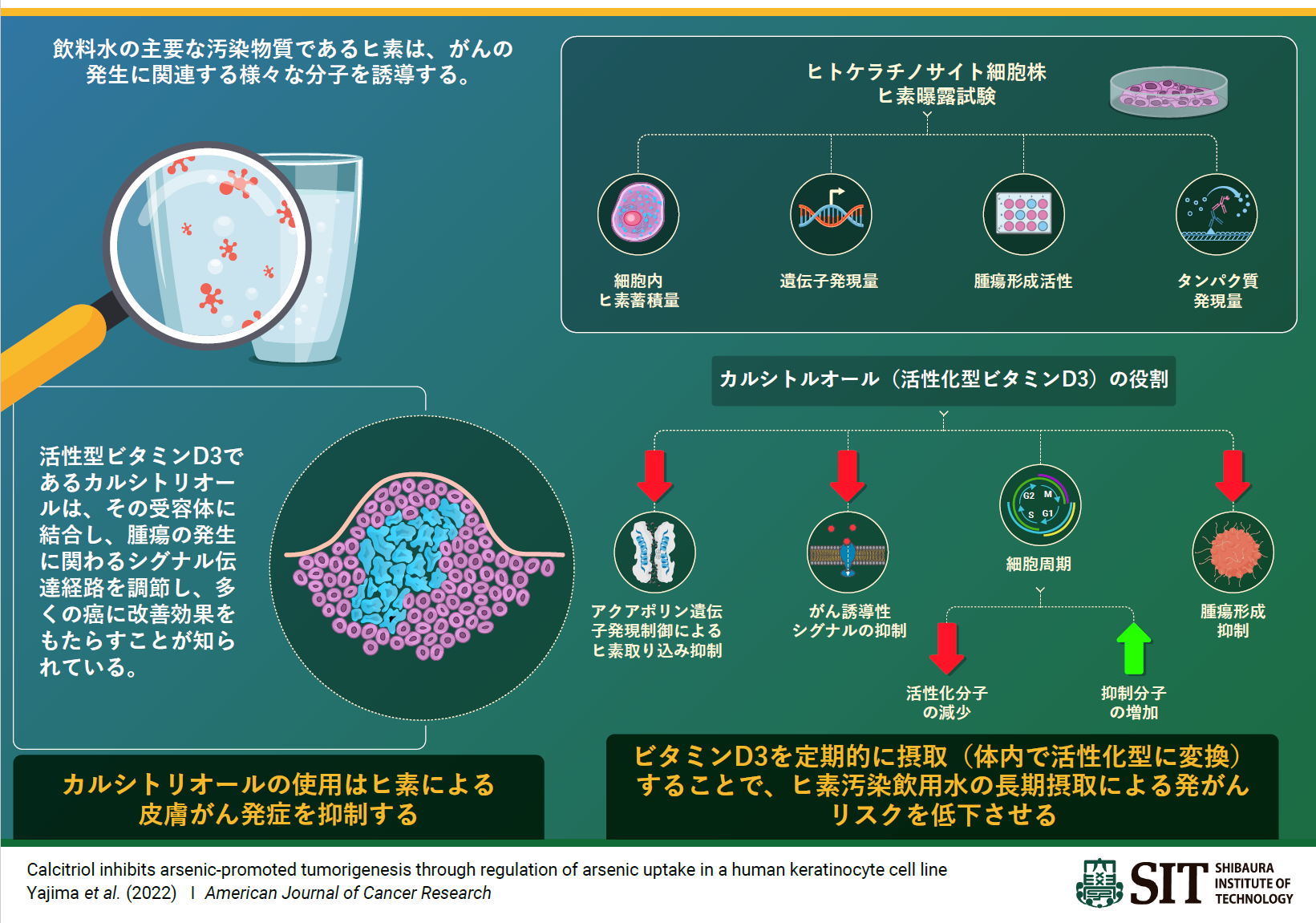【芝浦工業大学】活性型ビタミンD3がヒ素を介した発がんのリスクを抑制することを発見
