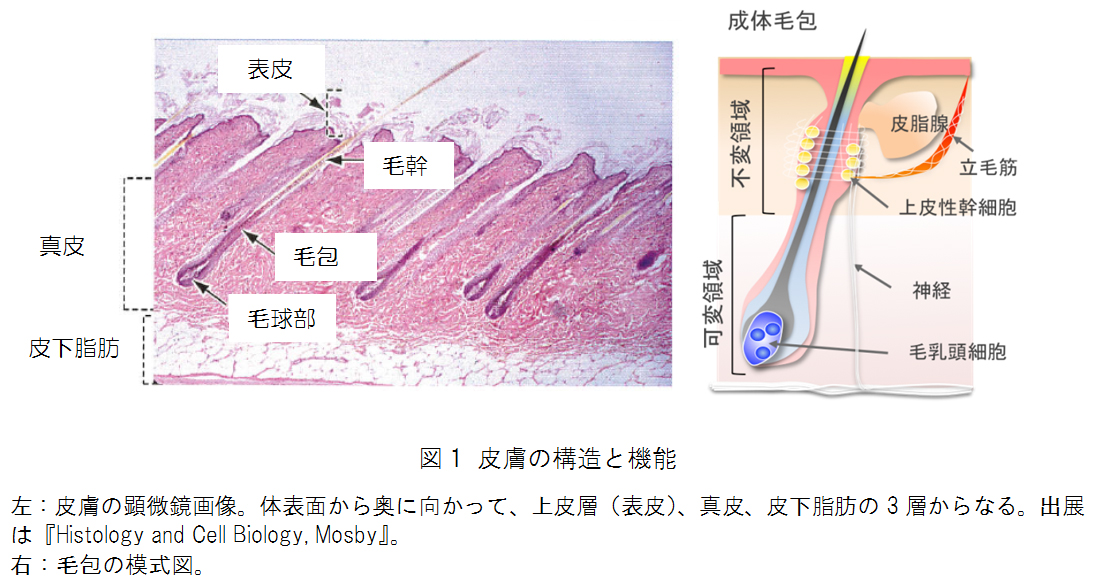 マウスiPS細胞から皮膚器官系の再生に成功　～難治性皮膚、脱毛疾患への応用に期待 — 北里大学
