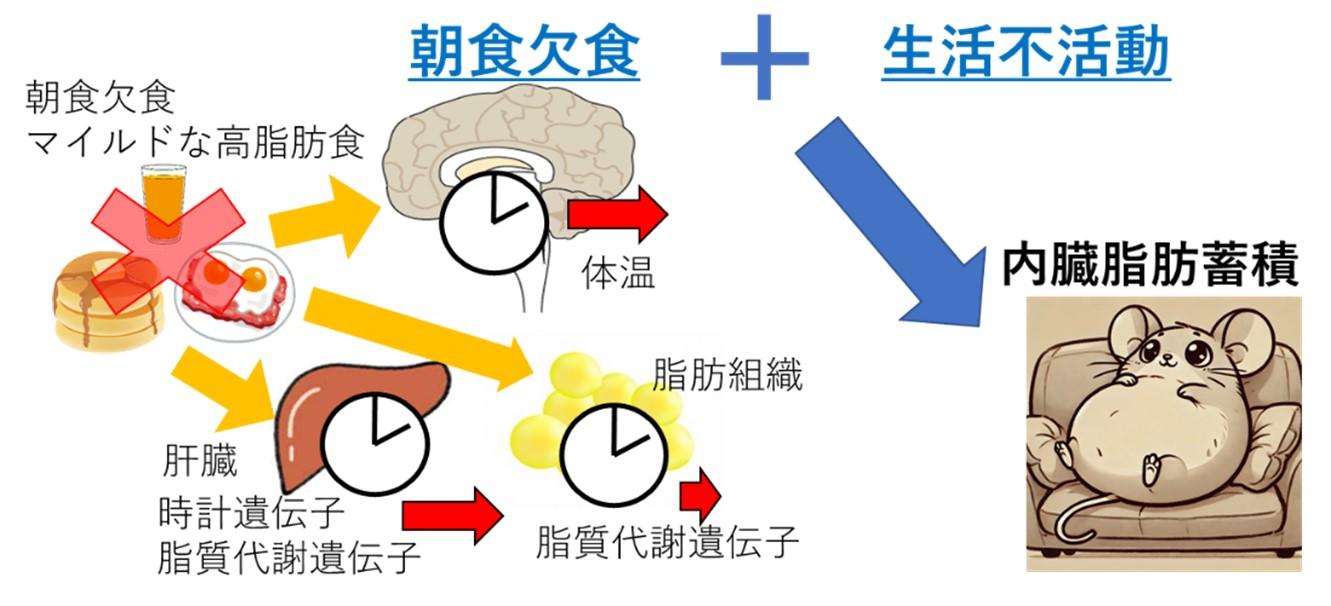 【名古屋大学】”お腹ポッコリ”の原因は朝食欠食＋不活動にあり～生活習慣と食べ方の改善がメタボ予防につながる！～